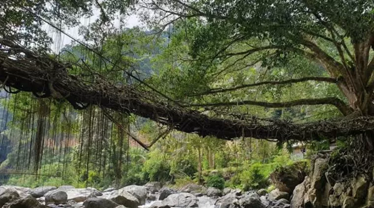 Pesisir Selatan Merupakan Salah Satu Kabupaten Dengan Kawasan Hutan Terluas Disumbar