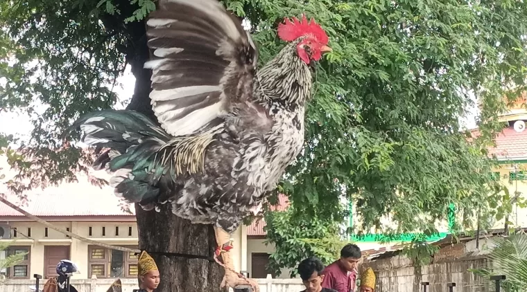 Ratusan Ayam Jago Semarakkan Lomba Ayam Kukuak Balenggek di Hari Jadi Kota Padang