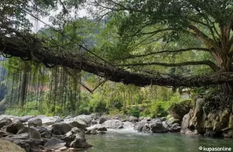 Pesisir Selatan Merupakan Salah Satu Kabupaten Dengan Kawasan Hutan Terluas Disumbar