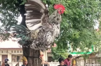 Ratusan Ayam Jago Semarakkan Lomba Ayam Kukuak Balenggek di Hari Jadi Kota Padang