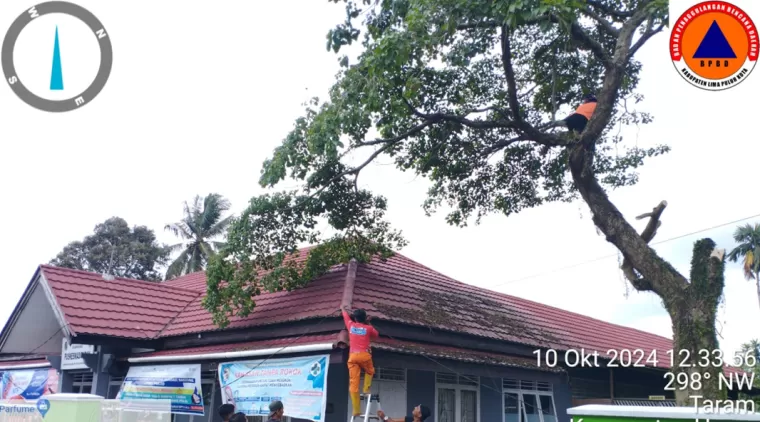 BPBD Limapuluh Kota Eksekusi Pohon Berpotensi Tumbang, Kamis 10 Oktober 2024.