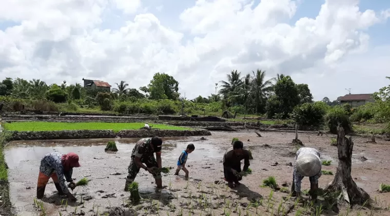 Satgas TMMD 122 Kodim 0914/TNT Bantu Penanaman Padi Sawah  Bersama Warga di Titik Sasaran