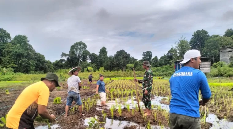 Satgas TMMD 122 Kodim 0914/TNT Melaksanakan Ketahanan Pangan Di Desa Sebidai