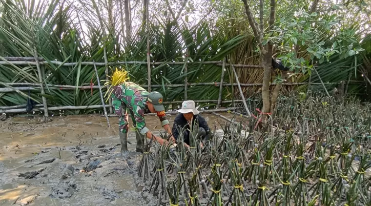 Satgas TMMD 122 Kodim 0914/TNT Melaksanakan Pendampingan Pembibitan Mangrove