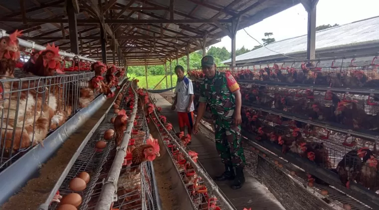 Satgas TMMD 122 Komsos Dengan Peternak Ayam Petelur