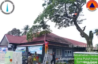 BPBD Limapuluh Kota Eksekusi Pohon Berpotensi Tumbang, Kamis 10 Oktober 2024.