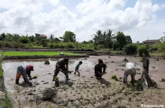 Satgas TMMD 122 Kodim 0914/TNT Bantu Penanaman Padi Sawah  Bersama Warga di Titik Sasaran