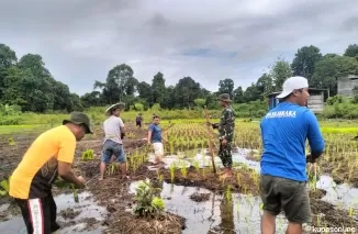 Satgas TMMD 122 Kodim 0914/TNT Melaksanakan Ketahanan Pangan Di Desa Sebidai