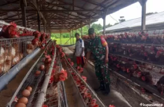 Satgas TMMD 122 Komsos Dengan Peternak Ayam Petelur