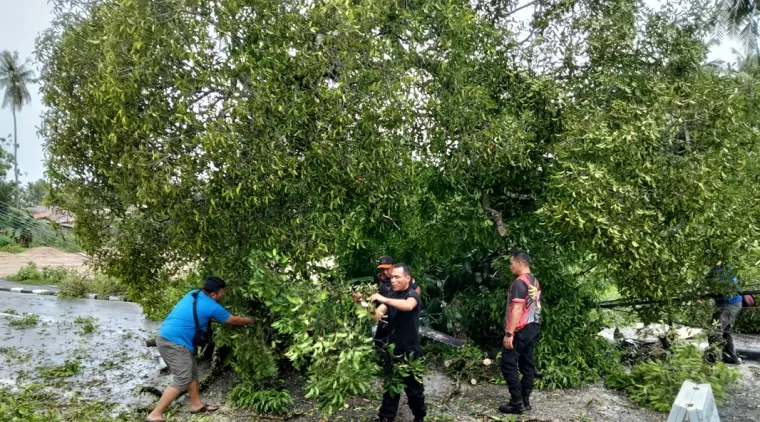 Tim TRC BPBD saat sedang membersihkan pohon tumbang yang menghalangi lalu lintas di Jalan M.Yamin tersebut