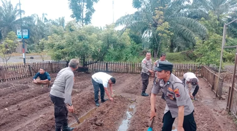 Polres Pasaman Barat Wujudkan Swasembada Pangan, Personel Tanam Benih Jagung di Halaman Mako Polsek Pasaman