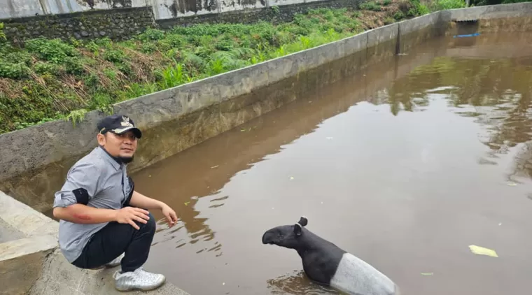 Seekor Binatang Tapir di Temukan Terjebak Dalam Kolam