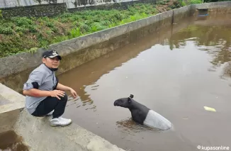 Seekor Binatang Tapir di Temukan Terjebak Dalam Kolam