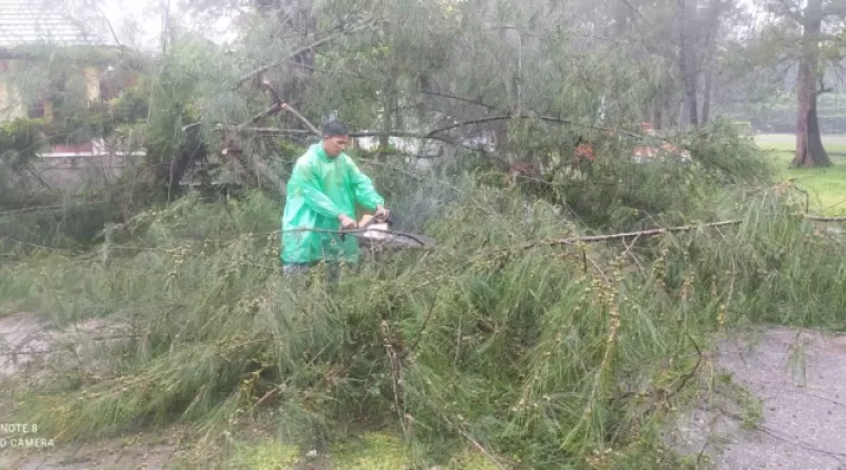 Saat Tim TRC BPBD Kota Pariaman evakuasi dahan kayu pohon pelindung tua yang patah.(Trisnaldi).