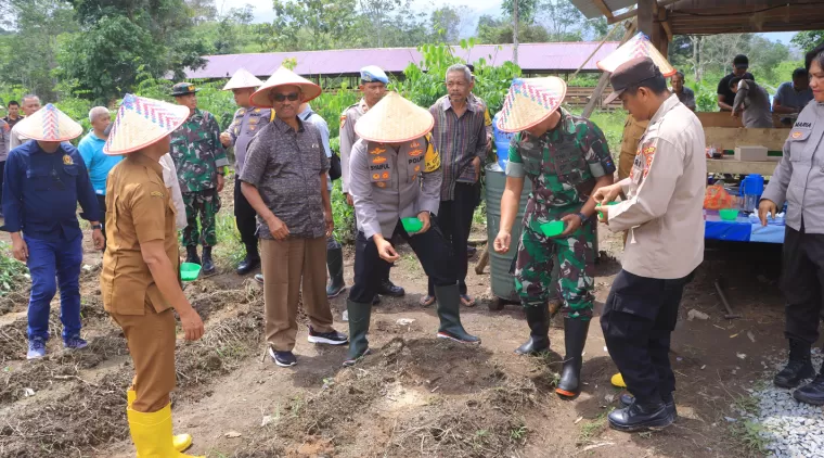 Unsur Forkopimda Limapuluh Kota Dukung Penuh Sukseskan Swasembada Panganm tanam jagung di lahan pertanian jagung, di nagari Pangkalan, Selasa, 21 Januari 2025.