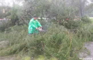 Saat Tim TRC BPBD Kota Pariaman evakuasi dahan kayu pohon pelindung tua yang patah.(Trisnaldi).