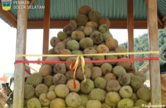 Festival Durian Solok Selatan 2025, Banyak Hadiah dan Makan Durian Gratis