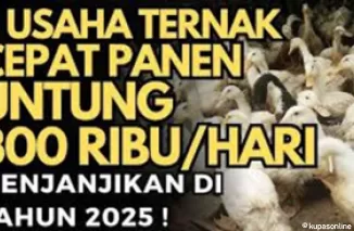 Ternak Ikan Gabus, Burung Walet, dan Bebek! Bisnis Cepat Panen dengan Untung Miliaran!