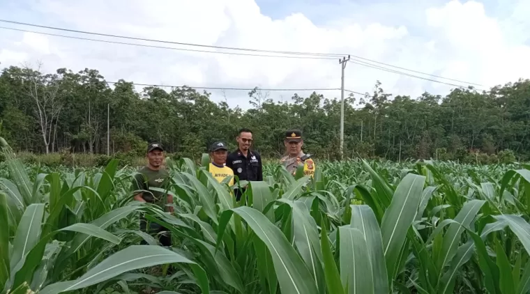 Anggota Polsek Muara Kuang Tinjau Tanaman Jagung Dukung Program Ketahanan Pangan Pemerintah