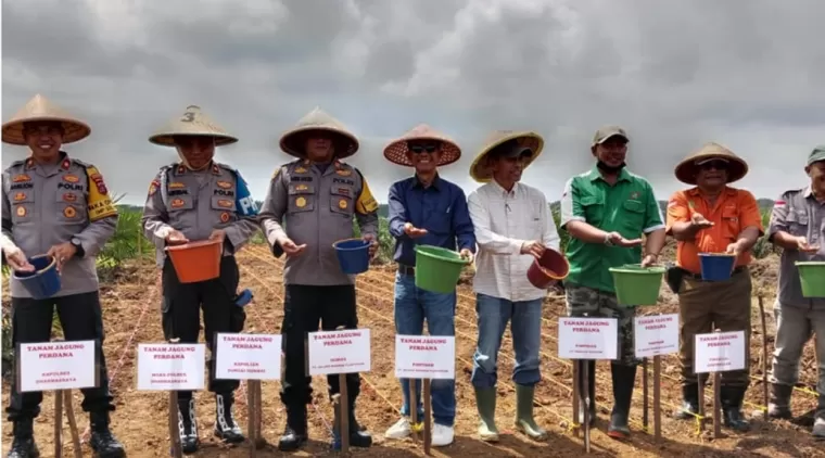 Dua Perusahaan Besar di Dharmasraya Wujudkan Ketahanan Pangan dengan Penanaman Jagung Perdana