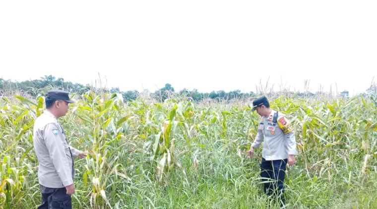 Jalankan Program Ketahanan Pangan, Personil Polsek Rantau Alai Lakukan Pengecekan Tanaman Jagung