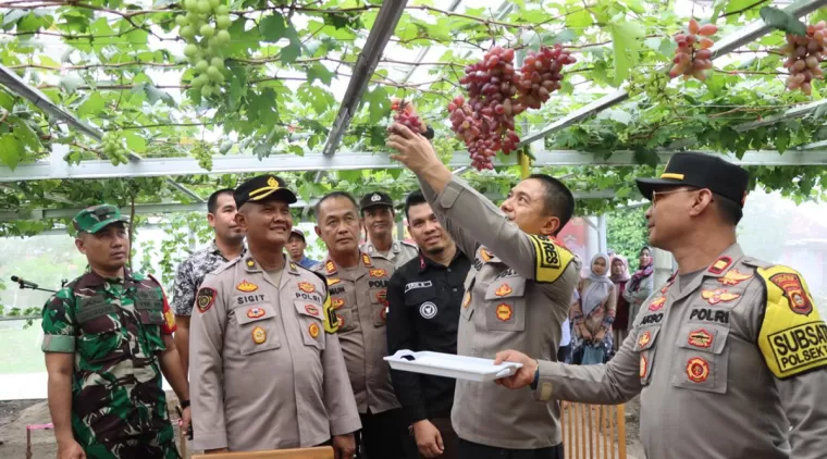 Kapolres Ogan Ilir AKBP Bagus Suryo Tinjau Kebun Anggur Dan Penggemukan Sapi