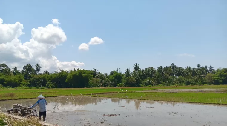 Petani di Wilayah Utara Kota Pariaman sedang mengolah sawah untuk memulai menanam padi.