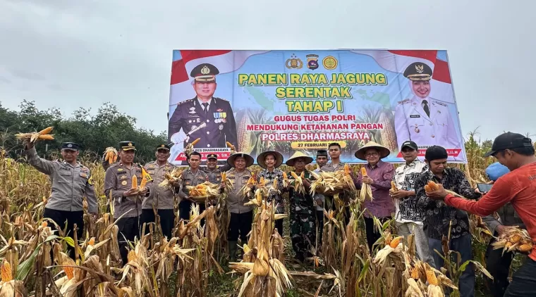 Polres Dharmasraya Gelar Panen Jagung Serentak Tahap I, Dukung Ketahanan Pangan Nasional