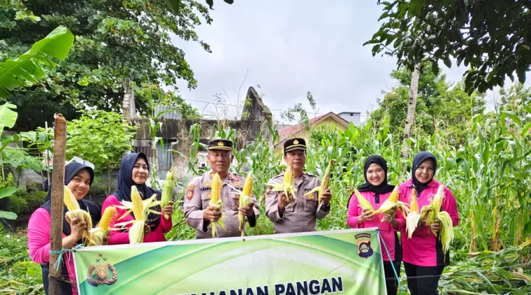 Polsek Tanjung Raja Bagikan Jagung Hasil Panen kepada Masyarakat Program Ketahanan Pangan