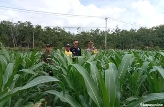 Anggota Polsek Muara Kuang Tinjau Tanaman Jagung Dukung Program Ketahanan Pangan Pemerintah