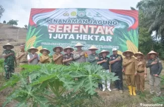 Bupati Agam yang diwakili oleh Kepala Dinas Pertanian Kabupaten Agam, Arief Restu, menghadiri kegiatan penanaman jagung serentak seluas 1 juta hektar