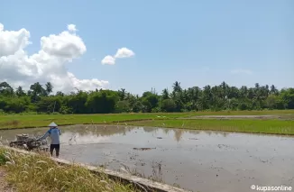 Petani di Wilayah Utara Kota Pariaman sedang mengolah sawah untuk memulai menanam padi.