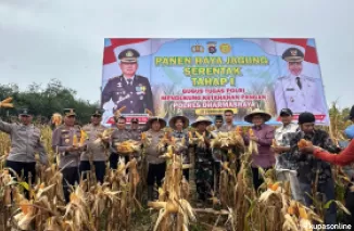 Polres Dharmasraya Gelar Panen Jagung Serentak Tahap I, Dukung Ketahanan Pangan Nasional