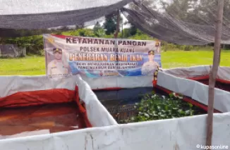 Polsek Muara Kuang Monitoring Program Ketahanan Pangan Budidaya Kolam Ikan