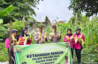 Polsek Tanjung Raja Bagikan Jagung Hasil Panen kepada Masyarakat Program Ketahanan Pangan