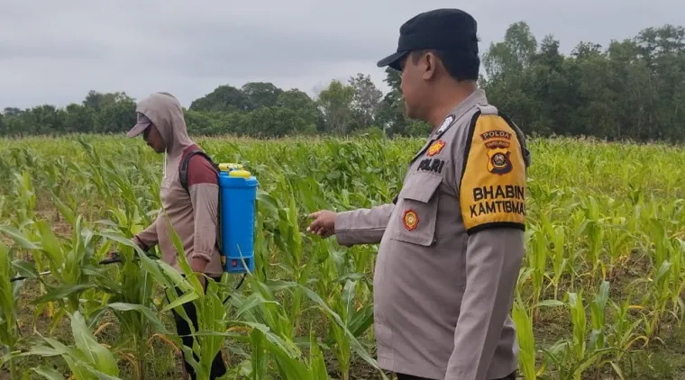 Kapolsek Pemulutan Iptu Nugrah Lakukan Pengecekan Lahan Jagung Bersama Personil Babimkamtibmas