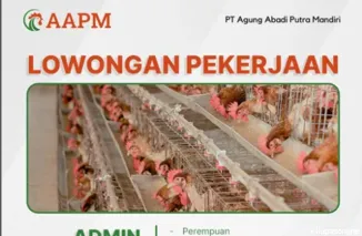 Buruan Lamar! PT Agung Abadi Putra Mandiri Butuh Admin Kandang