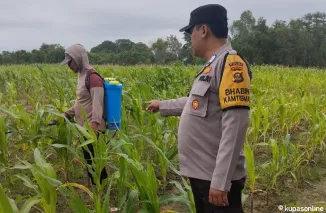 Kapolsek Pemulutan Iptu Nugrah Lakukan Pengecekan Lahan Jagung Bersama Personil Babimkamtibmas