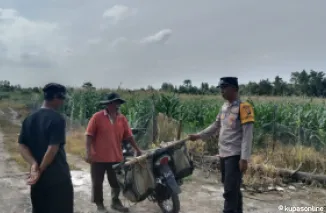 Satu Bulan Lagi Siap Panen, Jagung Warga Binaan Polisi Penggerak Jadi Percontohan