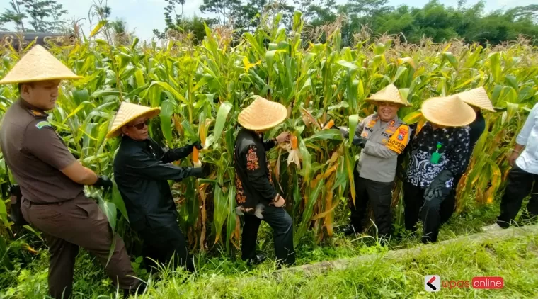 Ketua DPRD Kab Blitar Supriadi (baju hitam) secara simbolis panen jagung