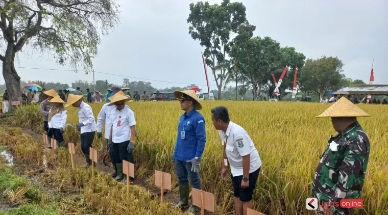 Pelaksanaan panen raya padi di desa Butun, Kec Gandusari Kab Blitar