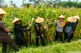 Ketua DPRD Kab Blitar Supriadi (baju hitam) secara simbolis panen jagung