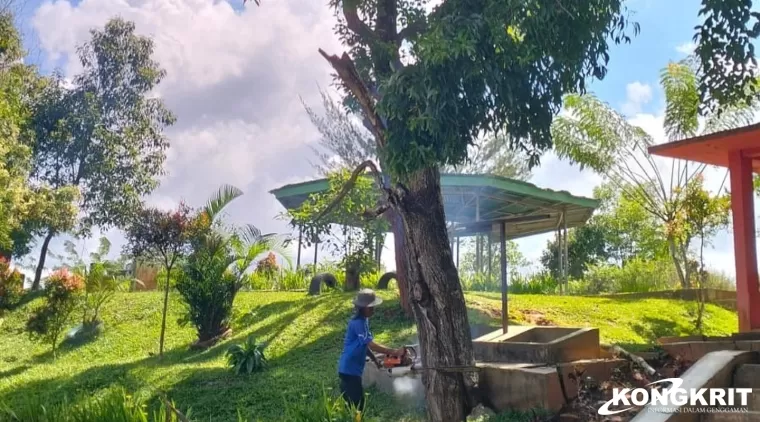 Pemangkasan Pohon Akasia oleh DLH di Taman Bidadari untuk Keamanan dan Kecantikan di Kota Solok