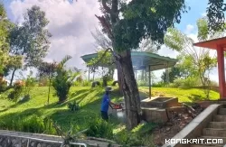 Pemangkasan Pohon Akasia oleh DLH di Taman Bidadari untuk Keamanan dan Kecantikan di Kota Solok