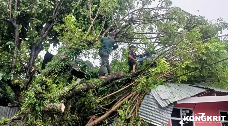 7 Kecamatan di Kota Padang Dilanda Pohon Tumbang dan Angin Puting Beliung