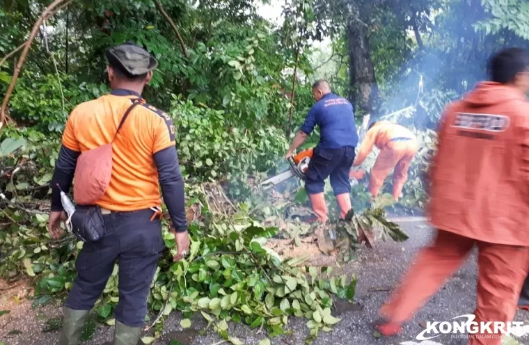 BPBD Kota Padang Evakuasi Pohon Tumbang dan Warga Terdampak