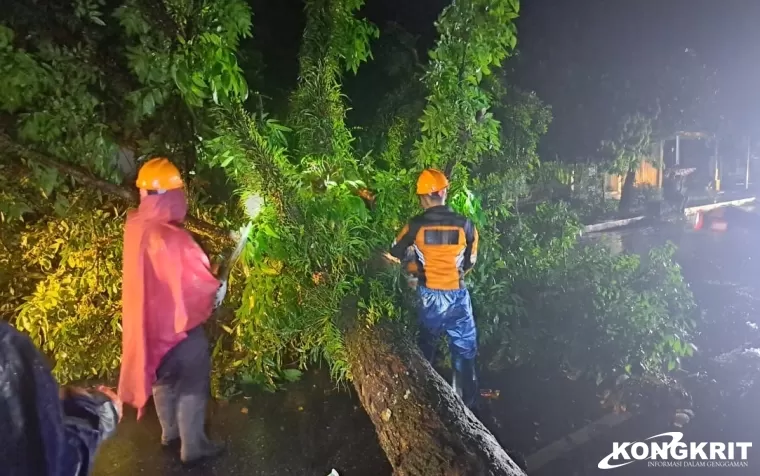 Cuaca Buruk pada Jumat Malam, BPBD Kota Pariaman Lakukan Pembersihan Pohon Tumbang