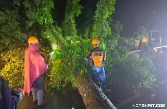 Cuaca Buruk pada Jumat Malam, BPBD Kota Pariaman Lakukan Pembersihan Pohon Tumbang