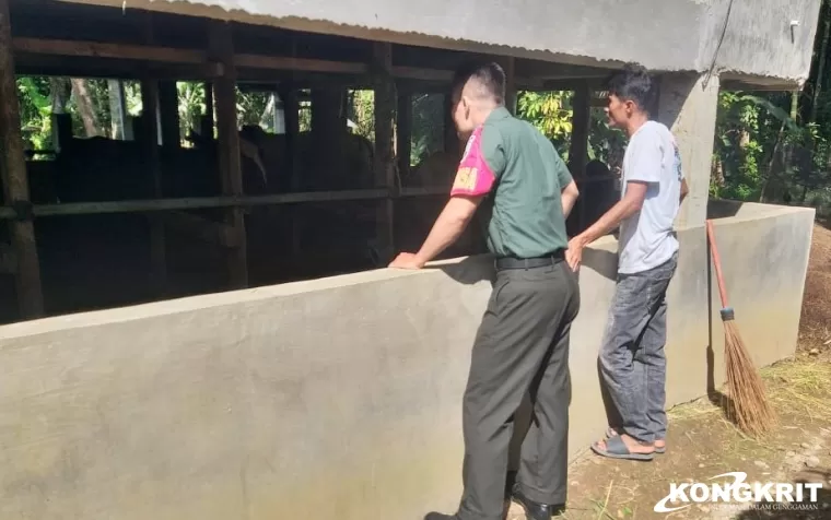 Babinsa Koramil 01Pariaman Komsos Bersama Peternak Sapi di Desa Cubadak Air Selatan