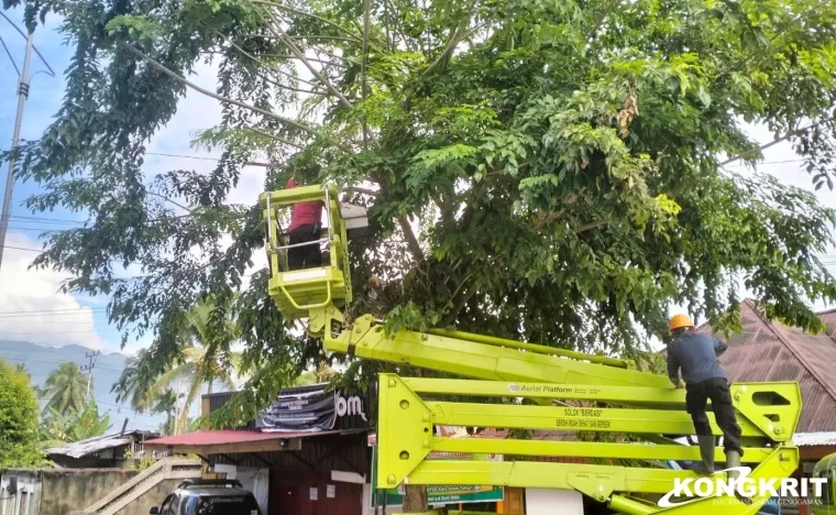 DLH Pangkas Pohon Tua di Jalan Ir. Soekarno untuk Jaga Keamanan Pengguna Jalan